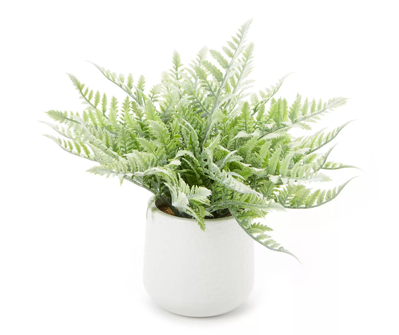 Fern In White Ceramic Pot 3 Fern In White Ceramic Pot