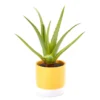 Artificial Aloe In Yellow Ceramic Pot -Northlight Sales Store 810548115 A0