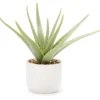 Green Aloe Plant With White Ceramic Pot -Northlight Sales Store 810562847