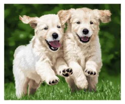 Raschel Tan & Green Puppies Throw, (50" X 60")