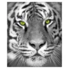 Raschel Gray White Tiger Throw, (50" X 60")