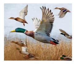 Raschel Brown & Gray Ducks Throw, (50" X 60")