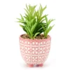 Blossom Green Artificial Succulent With Pink & White Ceramic Pot