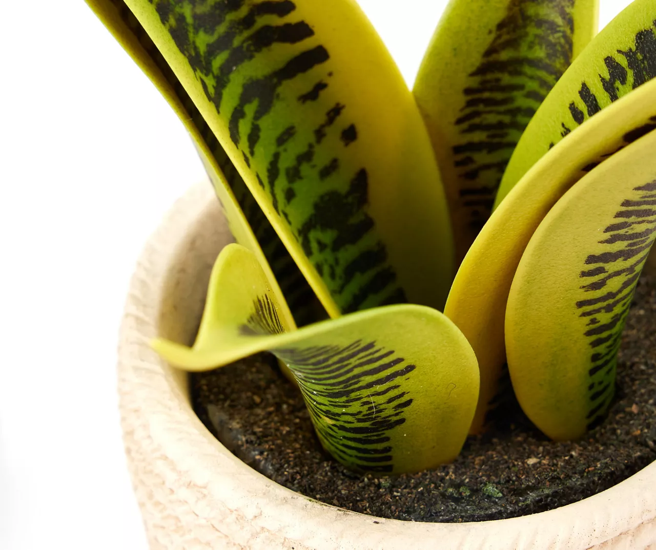 Artificial Succulent In Black & White Braid Resin Pot 4 Artificial Succulent In Black & White Braid Resin Pot - Image 2