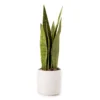 Wild Sedona Artificial Snake Plant With White Ceramic Pot -Northlight Sales Store 810604547 A0