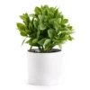 Artificial Greenery In White Ceramic Pot -Northlight Sales Store 810609851 A0